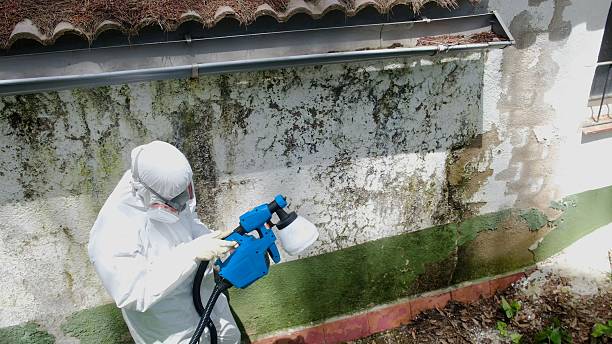 Top rated local Basement Mold Removal specialists in Snow Shoe, PA
